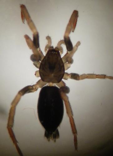Trachyzelotes pedestris